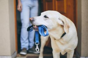 dog with leash in mouth
