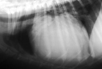 veterinary_olcott_fig3-670173-1384318693140.jpg