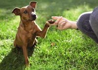 veterinary_dumb_dog_810-684695-1384218377778.jpg