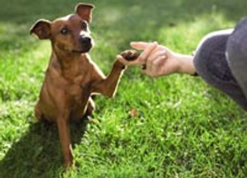 veterinary_dumb_dog_810-684695-1384218377778.jpg