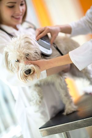 Veterinary_dog_microchipping_chip_scan_AdobeStock_89852254_450.jpg