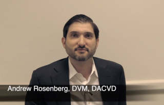 Important variations in dog ear anatomy