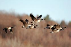Canada enhances Migratory Birds Regulations to protect biodiversity