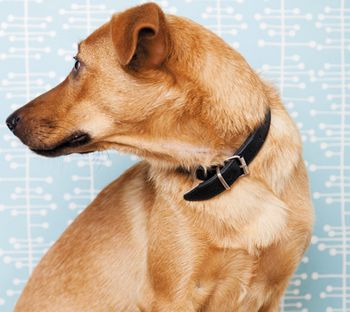 veterinary-Dog-looking-over-its-shoulder-138300291_450.jpg