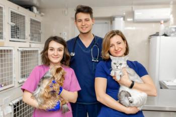 Creating a healthy veterinary practice culture