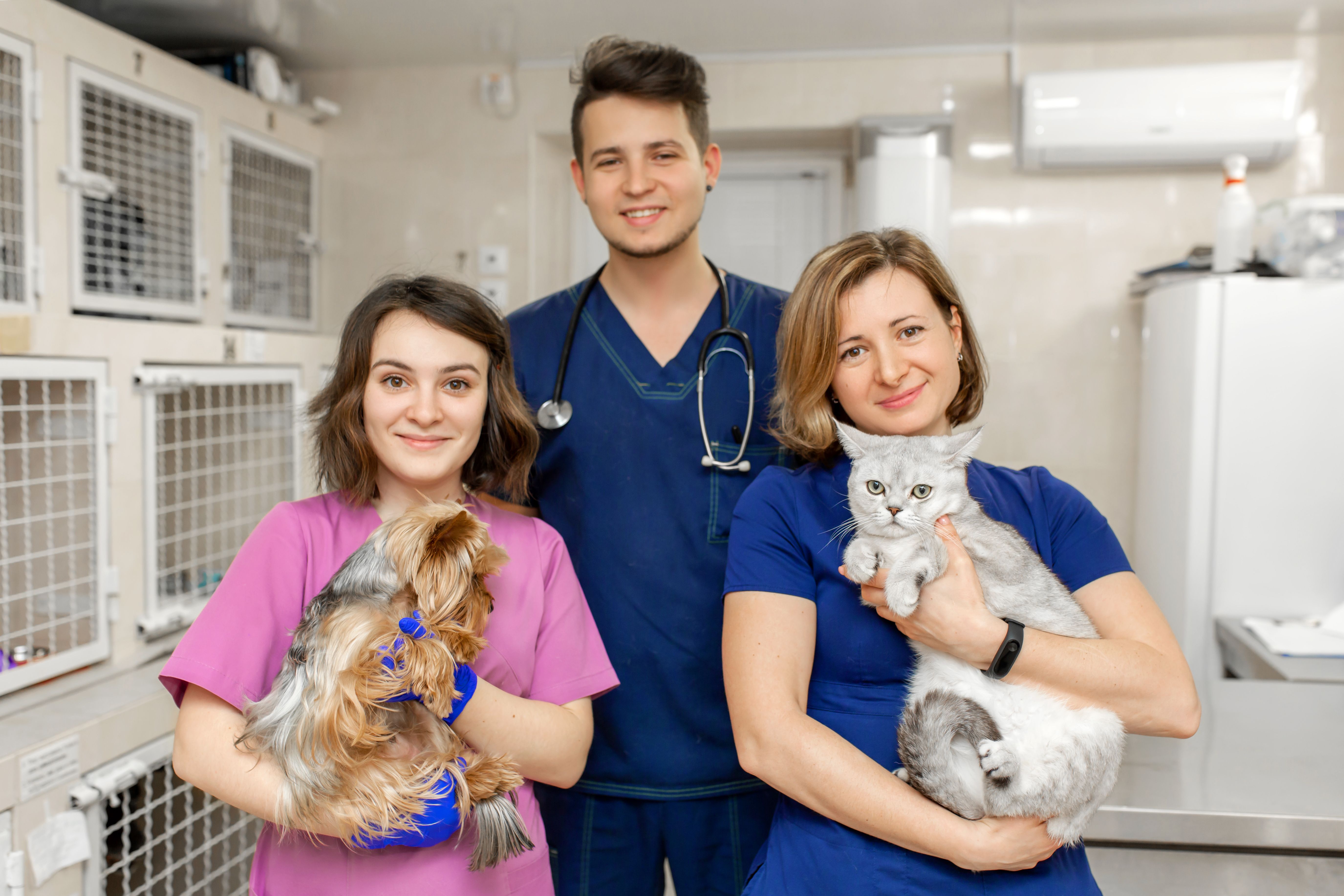 Nurturing 3 core elements to create a healthy culture in a veterinary ...