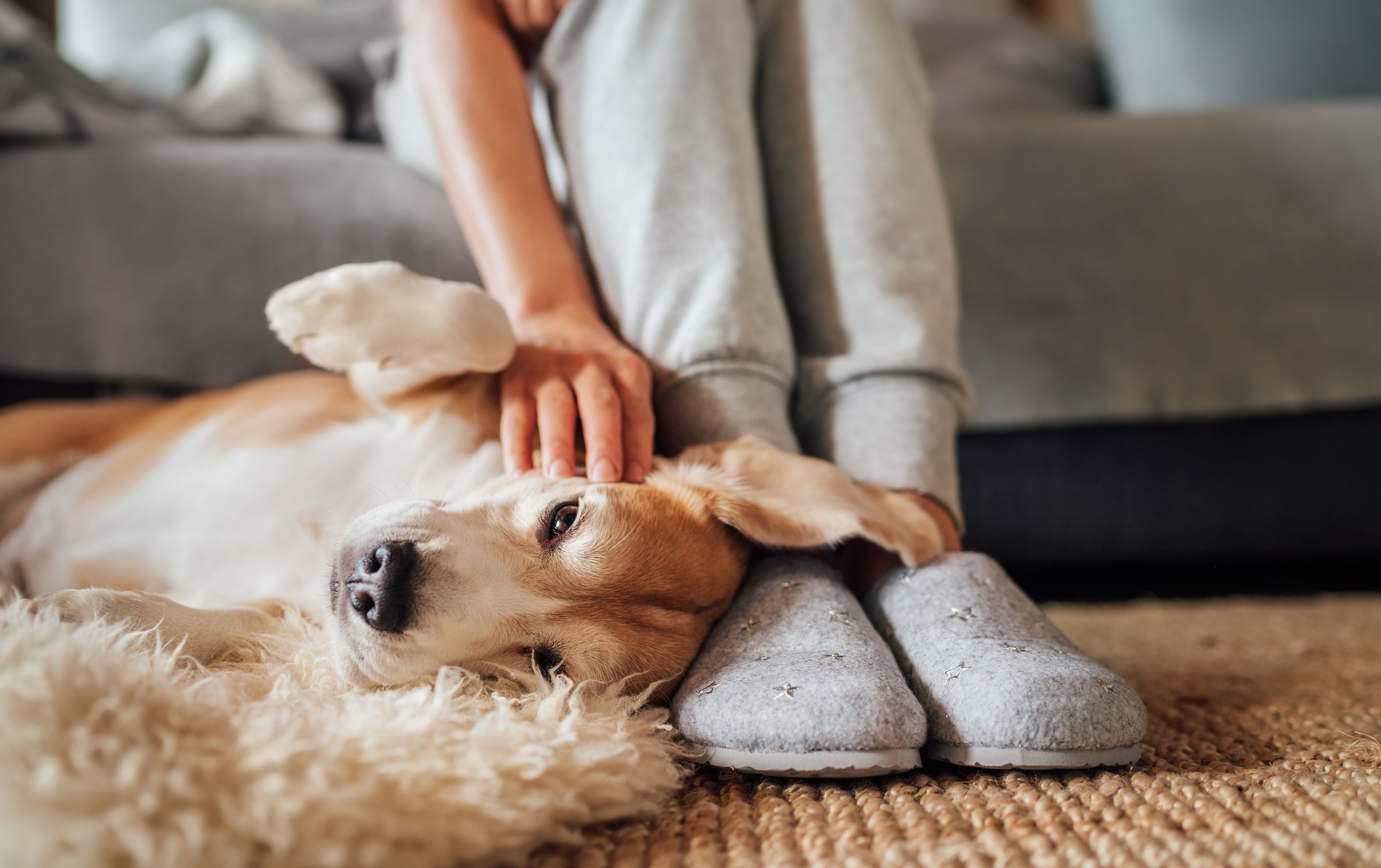 Study finds most clients underestimate lifetime pet care costs Study finds most clients underestimate lifetime pet care costs