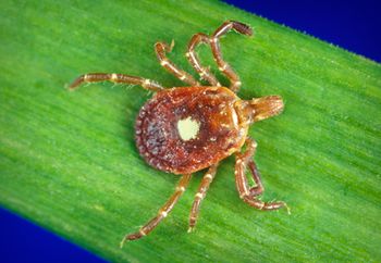 phil_4407_Lone_star_tick_450.jpg