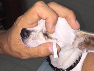 Diagnosis and treatment of dry eye in dogs