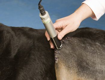 veterinary-laser-tr_1FBB471_450px.jpg