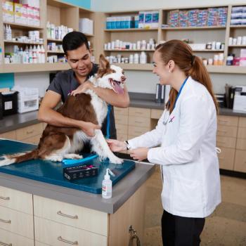 OncoK9 liquid biopsy test for early cancer detection in dogs