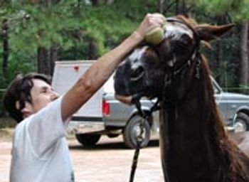 veterinary_cool_down-684684-1384218461032.jpg