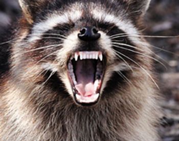 veterinary-raccoon-rabies-1_220.jpg