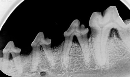 Furcation Classification Radiographs The ABCs of veterinary dentistry: