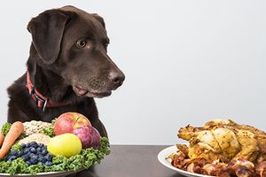 veterinary_dog_decision_AdobeStock_78738674_450px.jpg