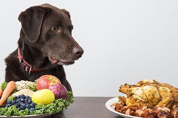 veterinary_dog_decision_AdobeStock_78738674_450px.jpg