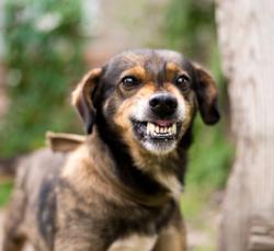 3 Must-reads on canine aggression 