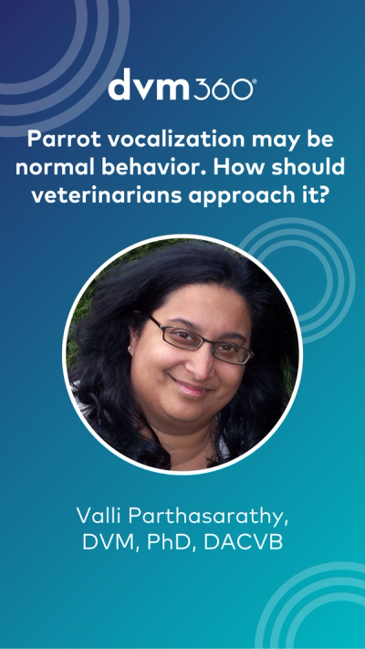 Parrot vocalization may be normal behavior. How should veterinarians approach it?