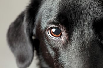veterinary_dog-lab-eye_450px_155287639.jpg