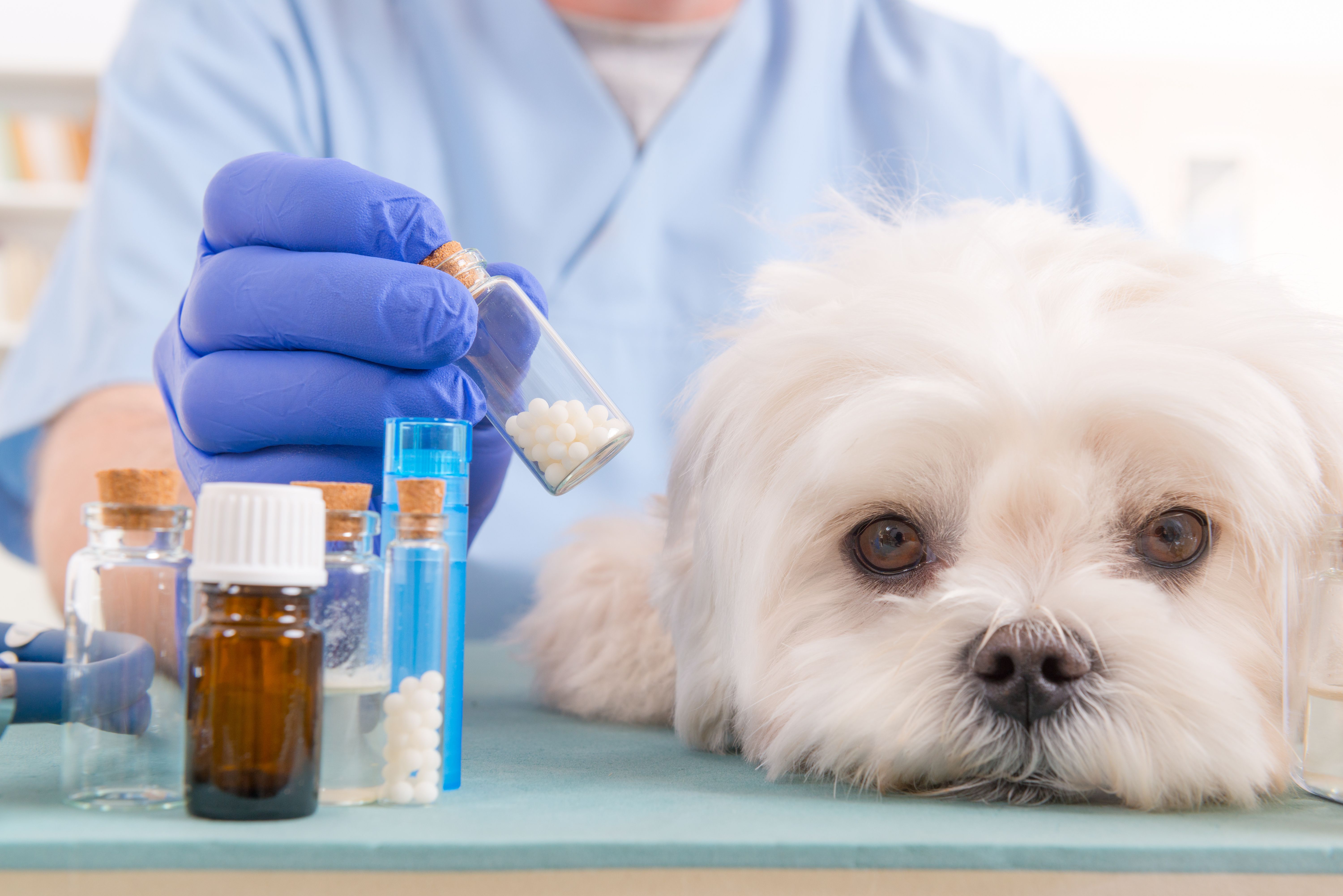 Pet можно ли. Ветеринария. Лекарственные средства в ветеринарии. Лекарства для животных. Ветеринарные лекарственные препараты.