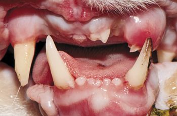 veterinary_Bellows_oral_trauma_14c_460px.jpg