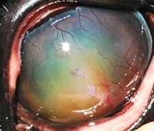 Horse eye photo 2.jpg