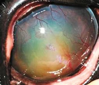 Horse eye photo 2.jpg