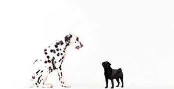 snooties_450.jpg