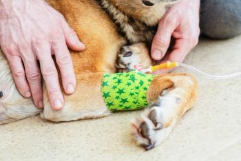 Canine chemotherapy