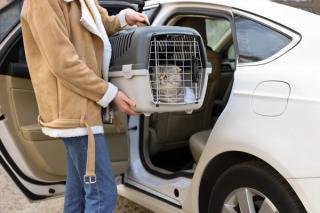 Evacuation with a cat