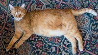 veterinary_cat_fat_weight_78701728-722420-1384195649273.jpg