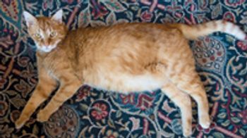 veterinary_cat_fat_weight_78701728-722420-1384195649273.jpg
