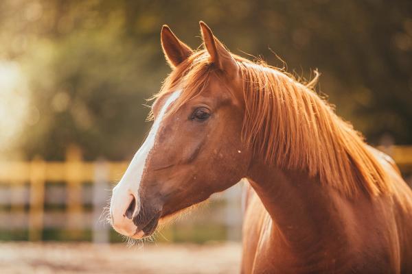 Alpha-2-macroglobulin as an equine joint therapeutic