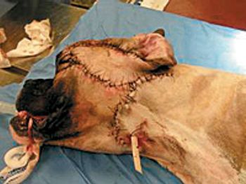 Boxer_dvm1211_head-750874-1384171332963.jpg