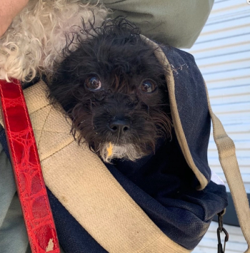 Pet owners getting veterinary care