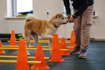 Mobility rehabilitation