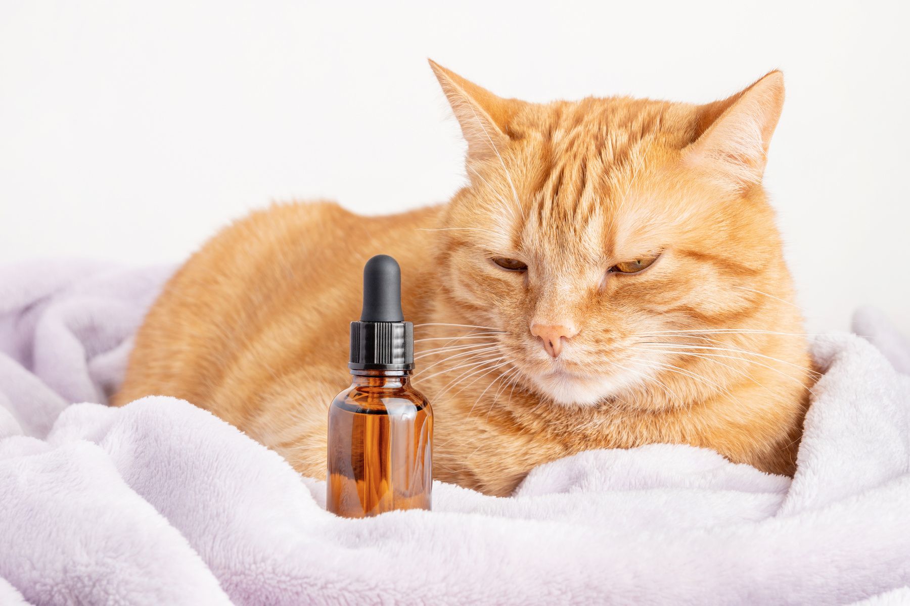 CBD in pets