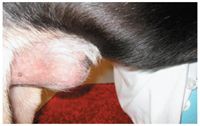 A Challenging Case Phimosis In A Young Adult Dog