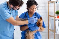 Veterinary technician