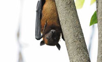 rabiesbat_200.jpg