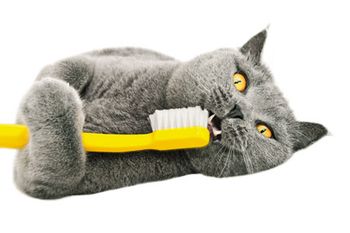 fang_450.jpg