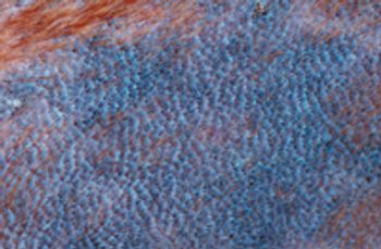 Tater_Fig5-599822-1384509320847.jpg