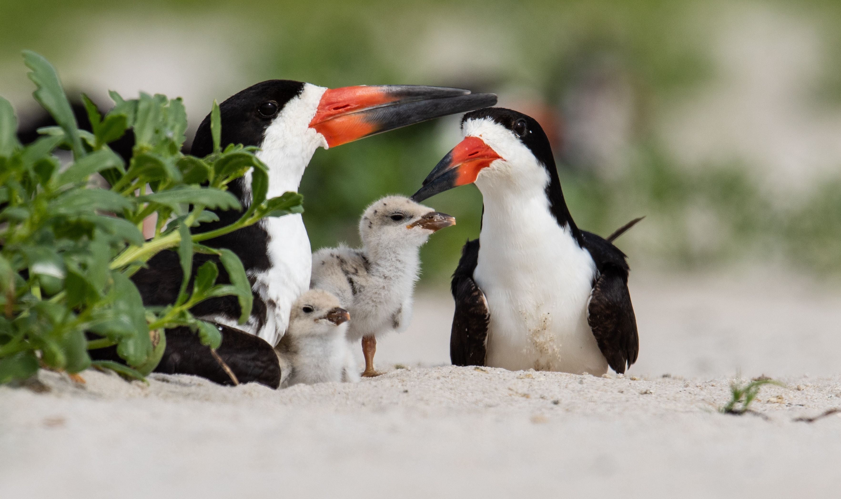 A newly identified parasite in the kidneys of a coastal seabird may be one more pressure on the bird's declining population