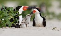 A newly identified parasite in the kidneys of a coastal seabird may be one more pressure on the bird's declining population