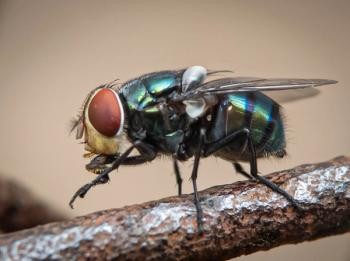 Photo: die/Adobe Stock