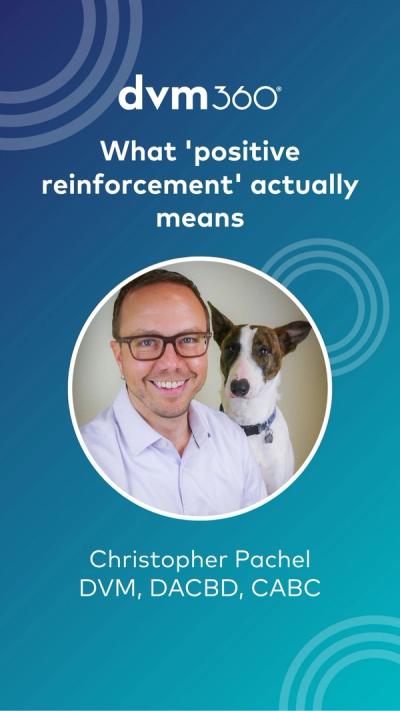 What 'positive reinforcement' actually means