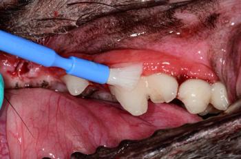 hyaluronic acid in veterinary dentistry
