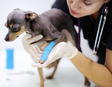 veterinary-pain management-AdobeStock_134961347_main.jpg