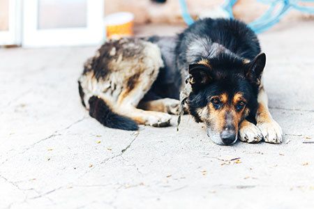 Fatal Skin Diseases In Dogs And Cats What Veterinary Professionals Need To Know Fatal Skin Diseases In Dogs And Cats What Veterinary Professionals Need To Know