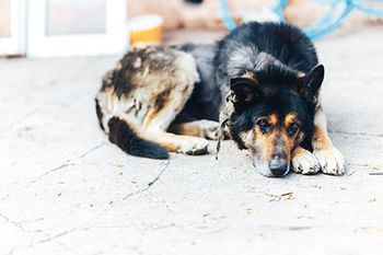 Veterinary-dog-dermatology-skin-disease-AdobeStock_267116828-450jz1564591427520.jpg